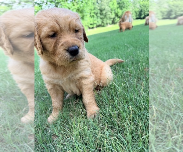Medium Photo #7 Golden Retriever Puppy For Sale in LEXINGTON, GA, USA