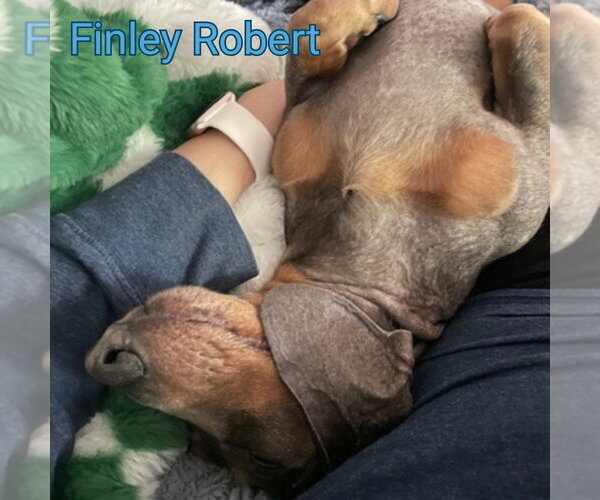 Medium Photo #9 Dachshund Puppy For Sale in San Antonio, TX, USA