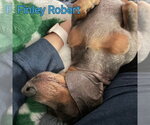 Small #8 Dachshund