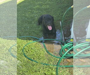 Mutt Dogs for adoption in Woodland, CA, USA