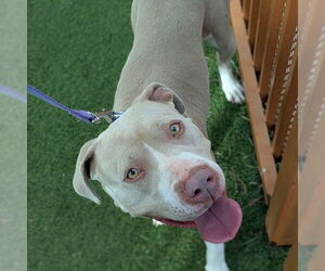 Mutt Dogs for adoption in Las Vegas, NV, USA