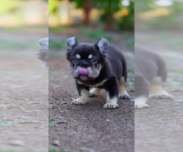 Medium Photo #5 French Bulldog Puppy For Sale in TEMECULA, CA, USA