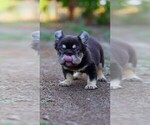 Small #4 French Bulldog