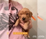 Small Photo #4 Golden Retriever Puppy For Sale in STILLWATER, OK, USA