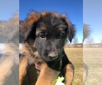 Small Photo #15 German Shepherd Dog Puppy For Sale in SOMERVILLE, OH, USA