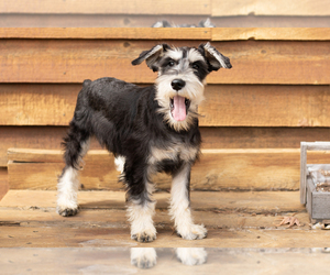 Schnauzer (Miniature) Puppy for sale in NAPPANEE, IN, USA