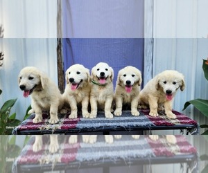 English Cream Golden Retriever Puppy for Sale in GUTHRIE, Kentucky USA