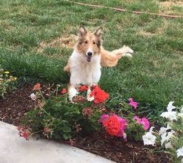 Collie Puppy for sale in EL PASO, TX, USA