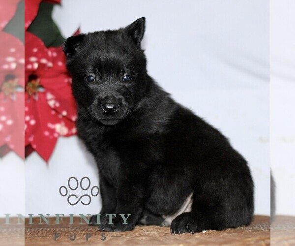 Medium Photo #2 Belgian Malinois Puppy For Sale in STRASBURG, PA, USA