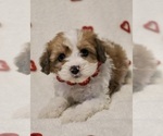 Puppy Crystal Cavapoo