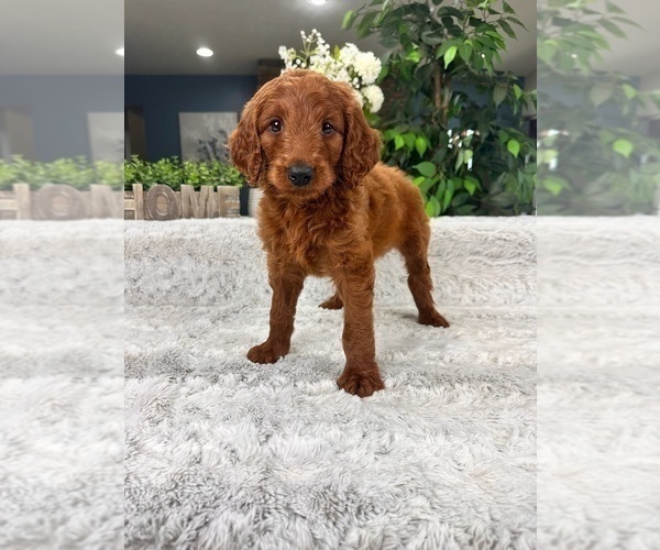 Medium Photo #2 Goldendoodle Puppy For Sale in GREENFIELD, IN, USA