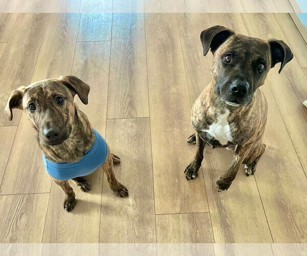 Medium Photo #4 Mutt Puppy For Sale in Sandy, UT, USA