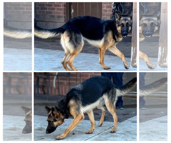 Medium Photo #2 German Shepherd Dog Puppy For Sale in columbia, SC, USA