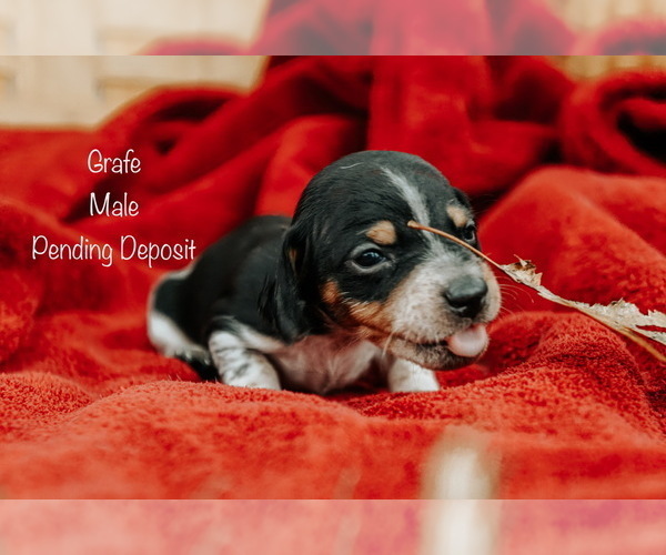 Medium Photo #1 Dachshund Puppy For Sale in TULSA, OK, USA