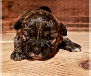 Mal-Shi Puppy for sale in PINK HILL, NC, USA