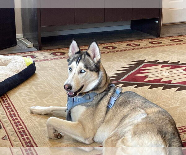 Medium Photo #6 Siberian Husky-Unknown Mix Puppy For Sale in Cedar Crest, NM, USA