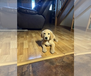 Golden Retriever Puppy for sale in BLAKESBURG, IA, USA