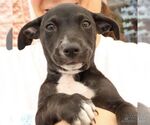Small #4 Labrador Retriever Mix