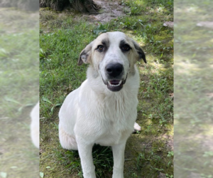 Anatolian Shepherd-Saint Bernard Mix Dogs for adoption in Bolivar, MO, USA