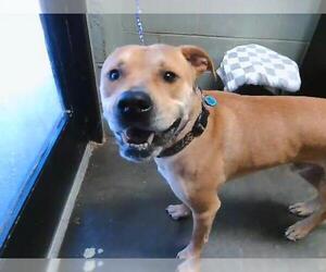 American Staffordshire Terrier-Unknown Mix Dogs for adoption in Tulsa, OK, USA