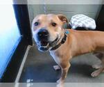 Small American Staffordshire Terrier Mix