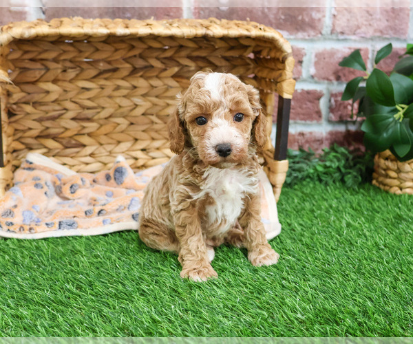 Medium Photo #17 Poodle (Miniature) Puppy For Sale in SYRACUSE, IN, USA