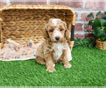 Small #16 Poodle (Miniature)