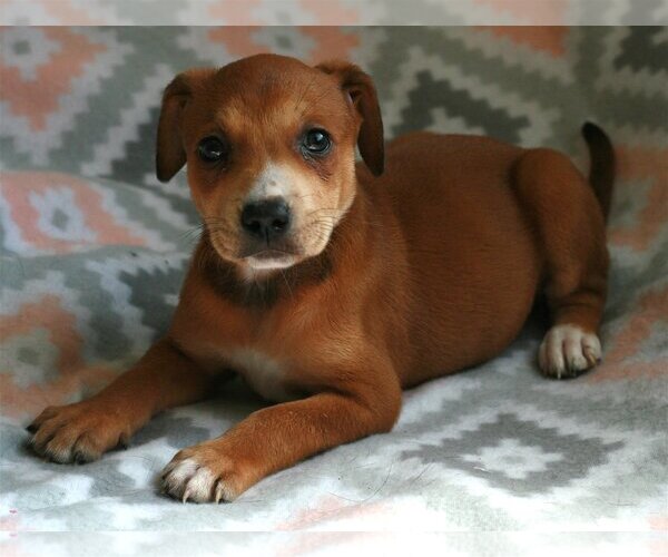 Medium Photo #12 Feist Terrier-Labrador Retriever Mix Puppy For Sale in Attalka, AL, USA