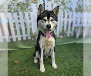 Siberian Husky Dogs for adoption in Long Beach, CA, USA