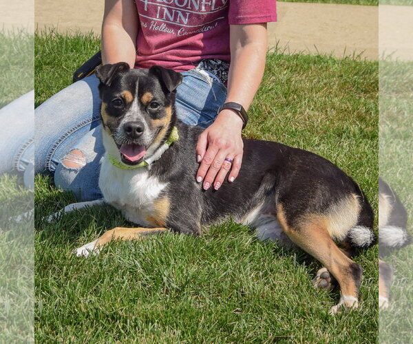 Medium Photo #3 Pug-Unknown Mix Puppy For Sale in Huntley, IL, USA