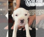 Small #1 American Staffordshire Terrier