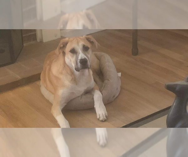 Medium Photo #1 Great Pyrenees-Unknown Mix Puppy For Sale in New York, NY, USA