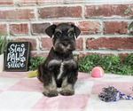 Small Photo #5 Schnauzer (Miniature) Puppy For Sale in SYRACUSE, IN, USA