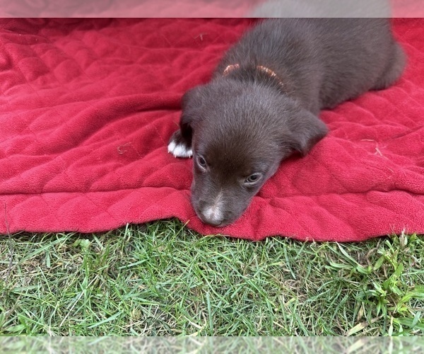 Medium Photo #47 Borador Puppy For Sale in MARION, VA, USA