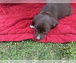 Small Photo #47 Borador Puppy For Sale in MARION, VA, USA