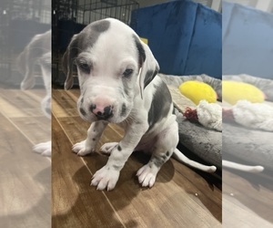 Great Dane Puppy for sale in BUENA PARK, CA, USA
