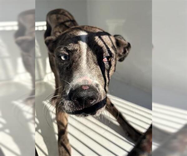 Medium Photo #1 Catahoula Leopard Dog-Unknown Mix Puppy For Sale in Houston, TX, USA