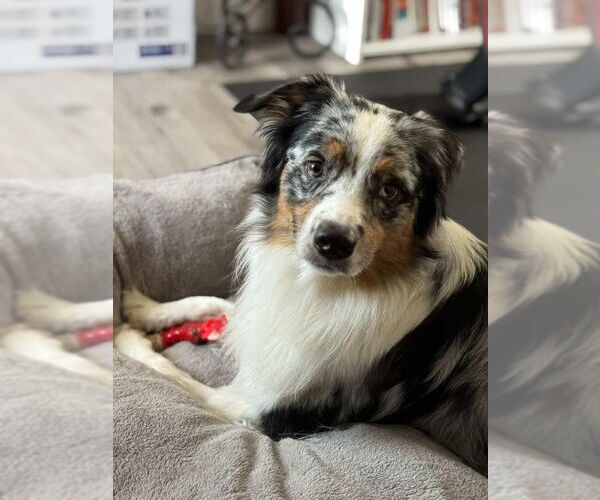 Medium Photo #2 Australian Shepherd Puppy For Sale in San Diego, CA, USA
