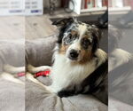 Small #1 Australian Shepherd