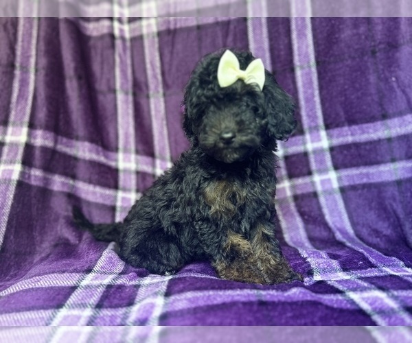 Medium Photo #4 Cavapoo Puppy For Sale in LAKELAND, FL, USA