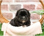 Small #6 Shih Tzu