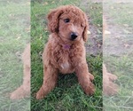 Small Photo #2 Goldendoodle Puppy For Sale in CHINA LAKE, CA, USA