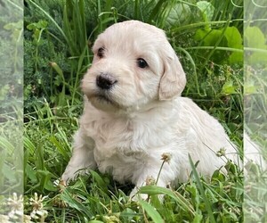 Goldendoodle-Poodle (Miniature) Mix Puppy for sale in ROWLEY, MA, USA