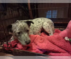Pop Tart - Female Mutt Dog for Adoption - Photo #3