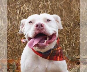 American Staffordshire Terrier-Unknown Mix Dogs for adoption in San Antonio, TX, USA