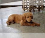 Small Photo #18 Goldendoodle Puppy For Sale in CLARKSVILLE, TX, USA