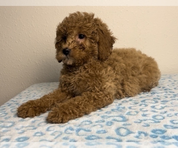 Medium Photo #3 Goldendoodle Puppy For Sale in FRANKLIN, IN, USA