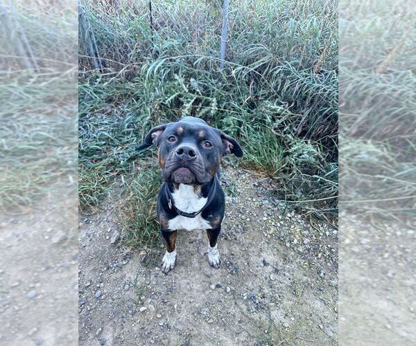 Medium Photo #3 American Pit Bull Terrier-Unknown Mix Puppy For Sale in Calgary, Alberta, Canada