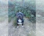 Small #2 American Pit Bull Terrier Mix