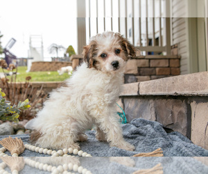Medium Bichpoo
